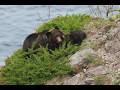 2026年初の親子グマ🐻出た!