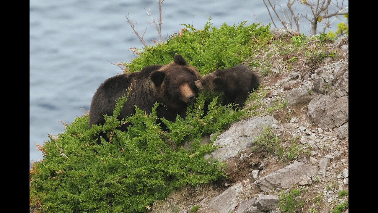 くま₍ᐢ⑅•ᴗ•⑅ᐢ₎ページ The first mother and cub bear sighting of 2026 has been spotted