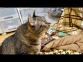 ベランダで 鳥のさえずり めちゃ見たろ
