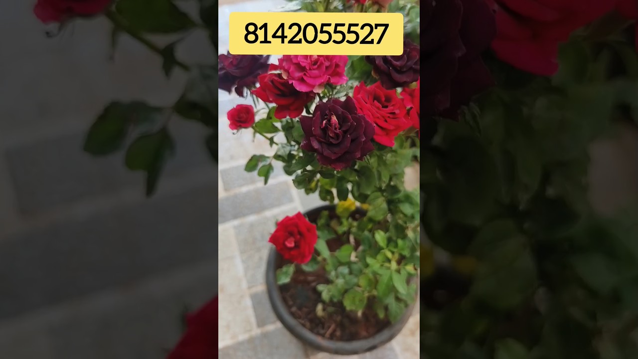 Black Rose plants for sale