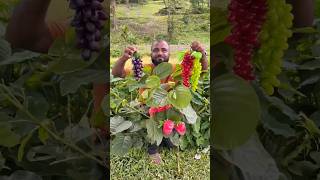 Apple Tree and Grapes Tree Unboxing