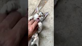 Butter &amp; Cutter🐱both have tremendous warmth and love with me while playing reminding me of Kittu ❤️