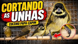 Cortando as Unhas do Coleiro Papa-Capim do Jeito Certo! 🐦✂️ Cuidados Importantes