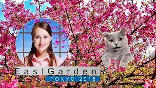 Latest Sakura News 2018 (TOKYO, JAPAN); The east gardens of the Imperial Palace. screenshot 5