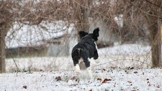 Exploring the Love of English Springer Spaniels for Water and Swimming