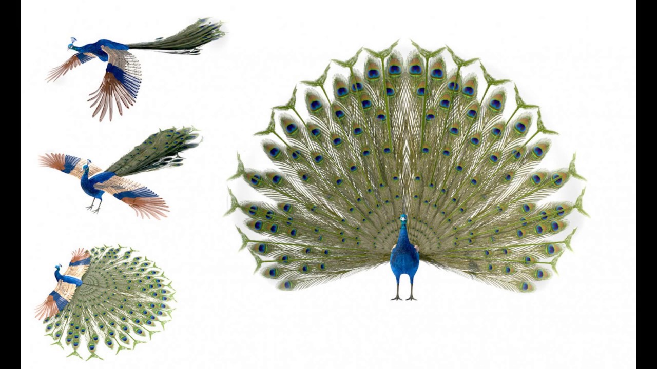 3D Model Indian Peafowl Peacock PBR Rigged Low poly at 3DExport.com