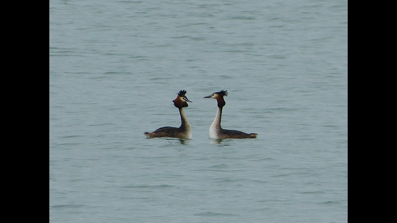 Il ballo dello Svasso maggiore - Great crested Grebe Courtship Dance