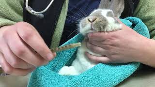 How to syringe feed Herbivore Critical Care to a Rabbit