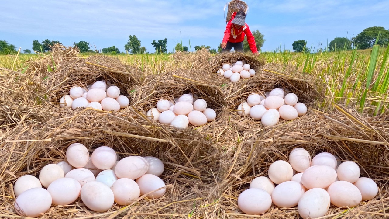 Harvesting Thousands of Duck Eggs | Peaceful Countryside Life