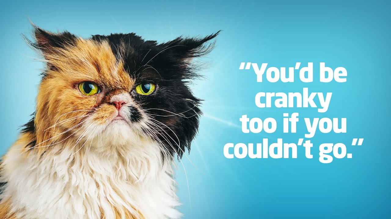 2019 Melbourne Cat Lovers Show Promo Video YouTube