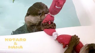 カワウソコタローとハナ　お風呂で運動会！ソーセージ食い競争　Otter Kotaro&Hana Attack Sausage Toy