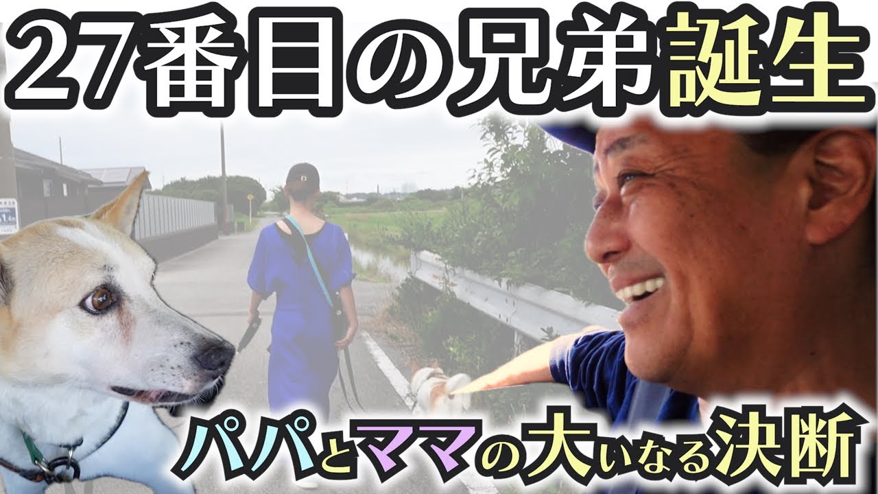 ギン太郎の運命の日：人馴れ合宿最終日でのパパの大いなる決断