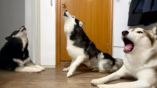 What Happens When Huskies are Left Home Alone