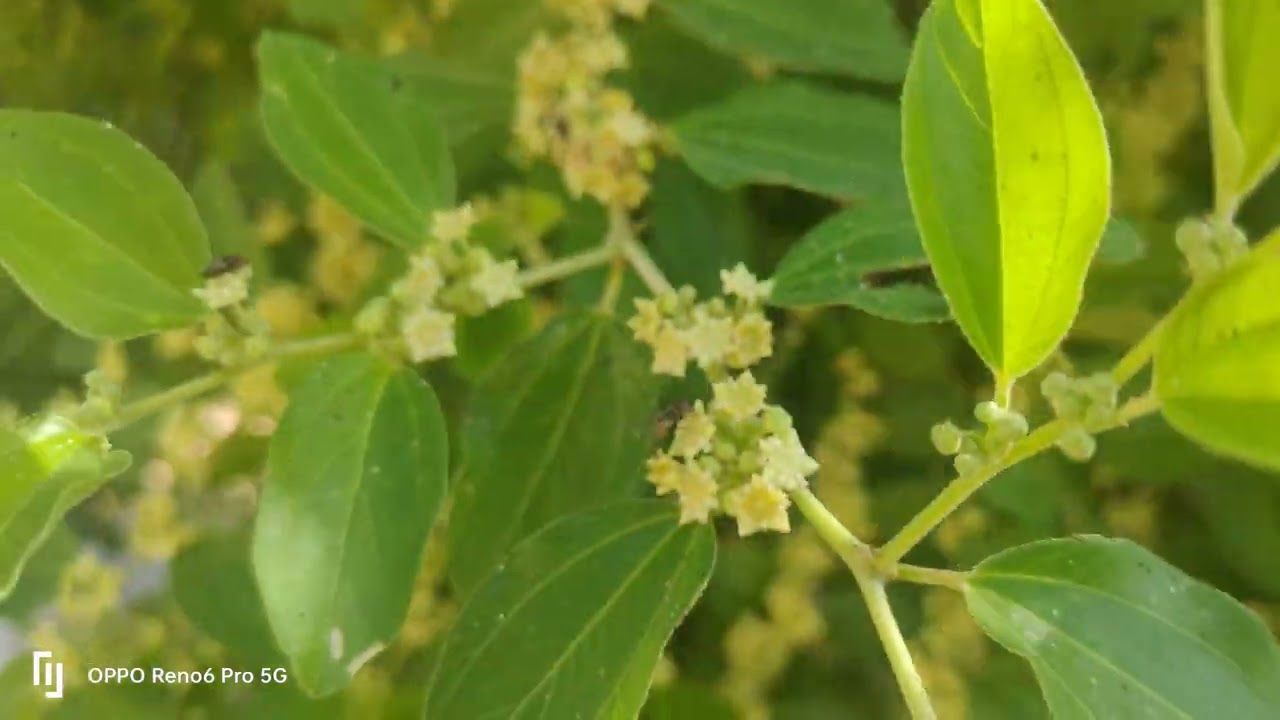 وقت تزهير اشجار السدر في المملكه العربيه السعوديه