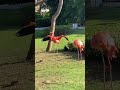 Flamingo Beauties