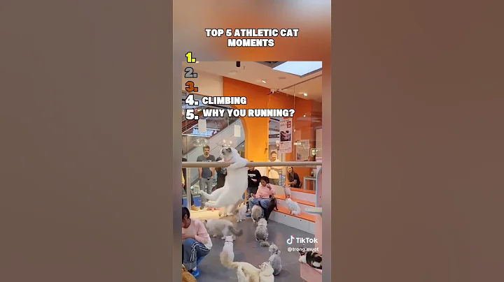 Video 11563811: training, funny cat