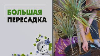 БОЛЬШАЯ пересадка крупномеров | Растения из офиса, которые заливали чаем и кофе