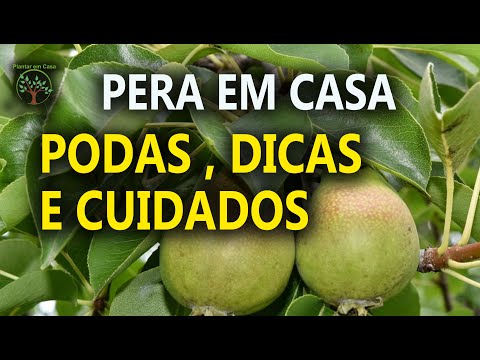 PEAR POWER, SEE ORGANIZE THE PEREIRA, Plant at Home