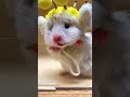 SEVEN Has No Idea How Cute He Is 🐹 #hamster #cutepets #cutepets #petshorts #funnypets #fyp