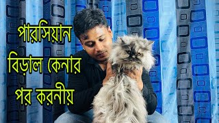 পারসিয়ান বিড়ালের জন্য প্রয়োজনীয় টিপস | Persian Cat Tips | How To Maintain Persian | Cat Treatment