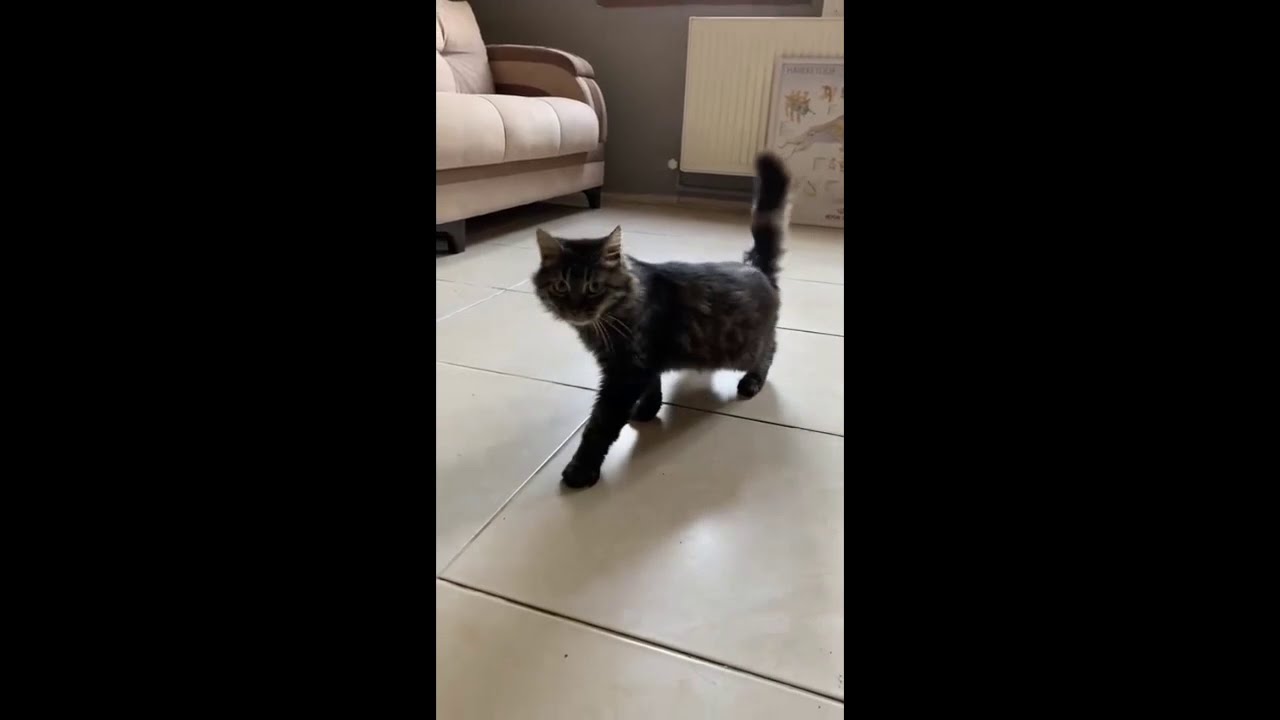 Kedilerde Orta kulak iltihabı ver MR incelemesi