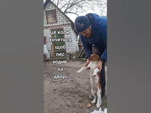 учу собаку писать на улице - YouTube