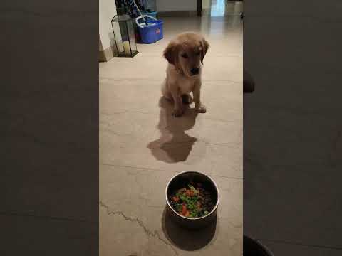 Wait For 10 Dog Training