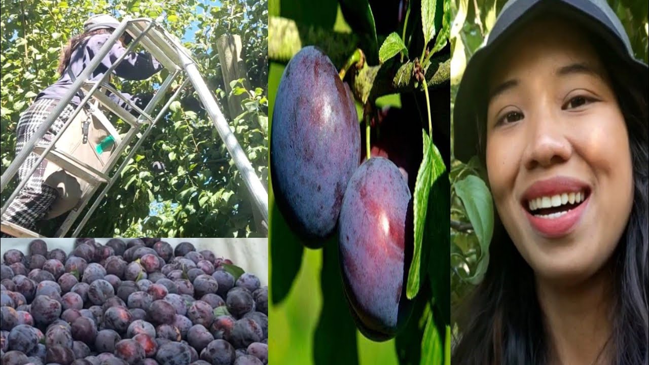 HARVESTING PLUMS(BUHAY IN AUSTRALIA) YouTube