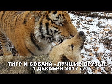 ТИГР И СОБАКА