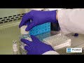 2d cell coating with vitrogel hydrogel system  method 1 thewell bioscience