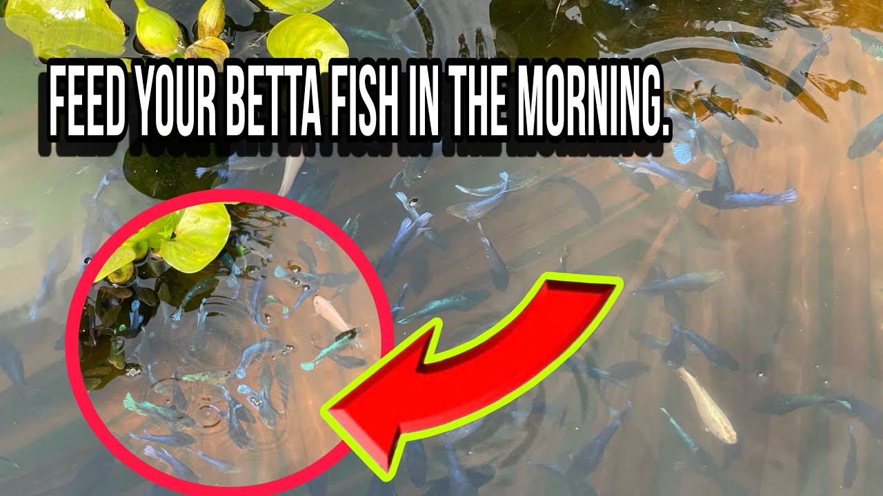 Feed your betta fish in the morning.