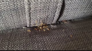 Paris is crawling with bedbugs. They're riding the trains, too.