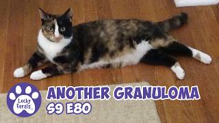 Carmella Has Another Eosinophilic Granuloma - Lucky Ferals Cat Family Vlog S9 E80