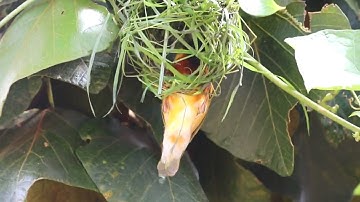 @touristguideuganda Black Headed #Weaver