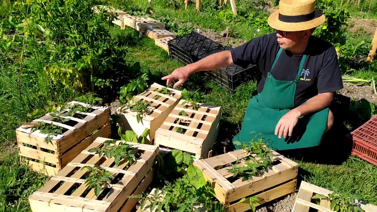 Culture de tomates sans attache et sans tuteur suite YouTube