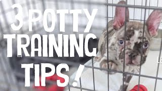 POTTY TRAIN MY FRENCH BULLDOG WITH ME! | Have Your PUPPY POTTY TRAINED In 3 EASY STEPS by Alpha Aussies 8,588 views 8 months ago 9 minutes, 30 seconds
