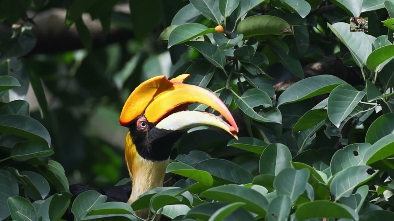 Hornbills art of tossing | Great Hornbills feed on Ficus | Ajit Hota wildlife Odyssey in 4K