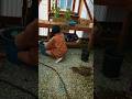 backyard gardening #backyardgardening #garden #selfcare #ytshorts #trendingshorts