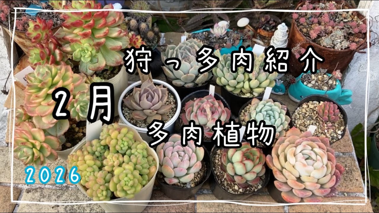 2月の狩っ多肉紹介します♫多肉植物