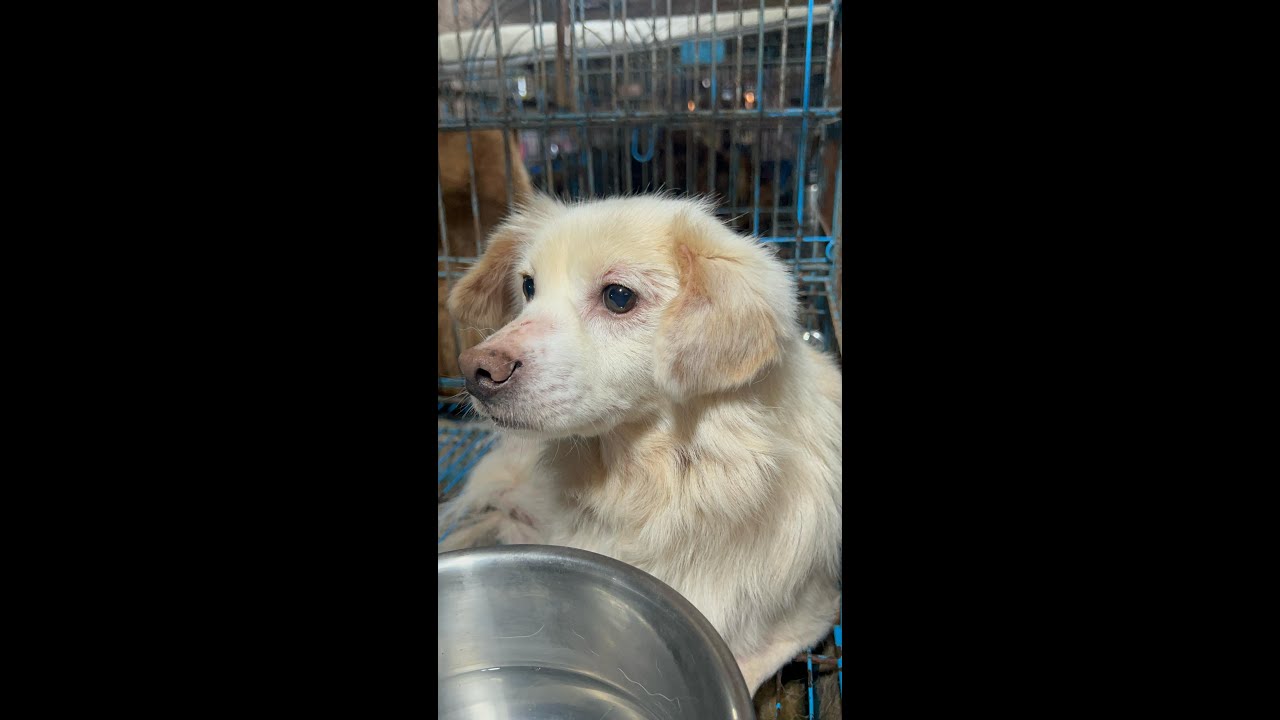 Abandoned After 10 Years This Sweet Senior Dog Still Waits for Love ...