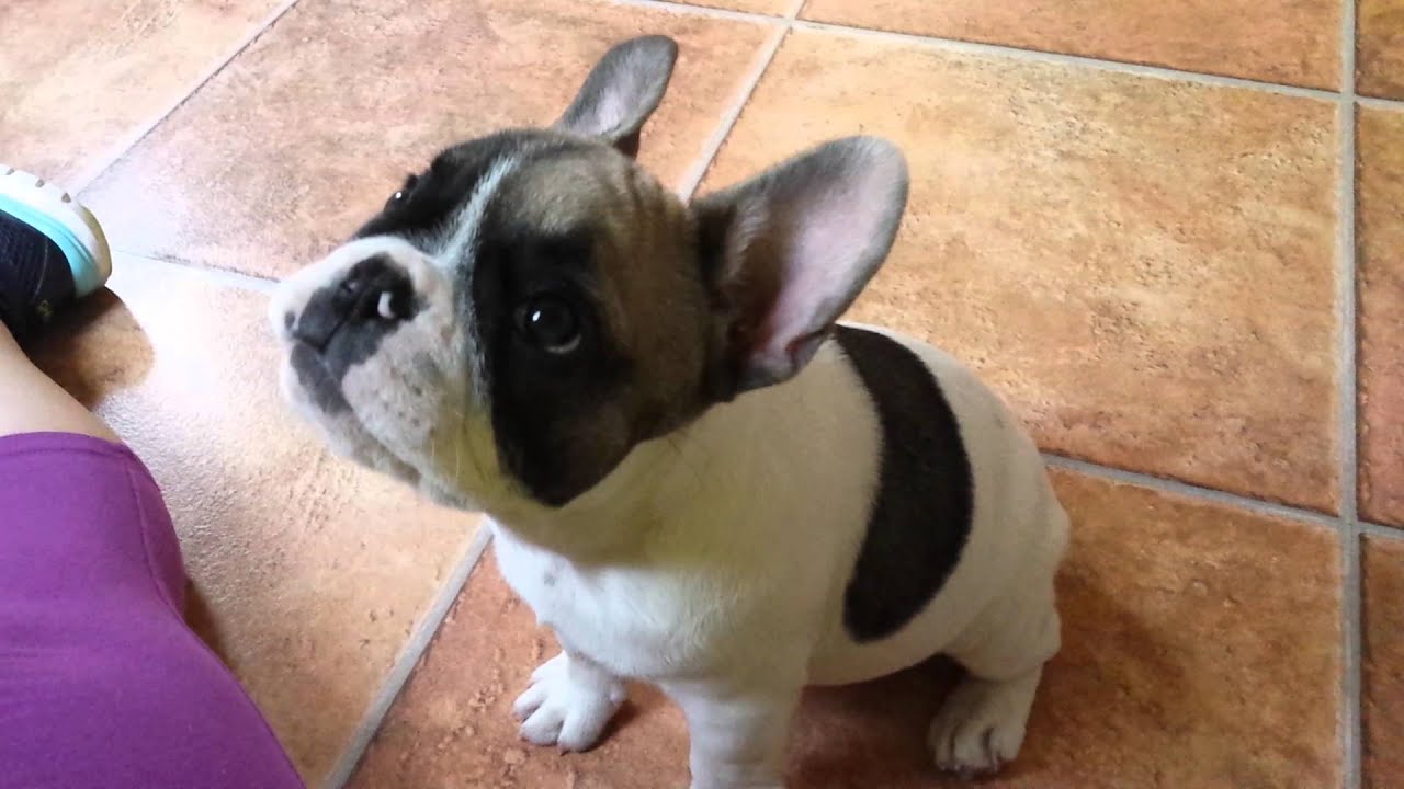 Adorable Frenchie - 12 week old French bulldog puppy playing fetch ...