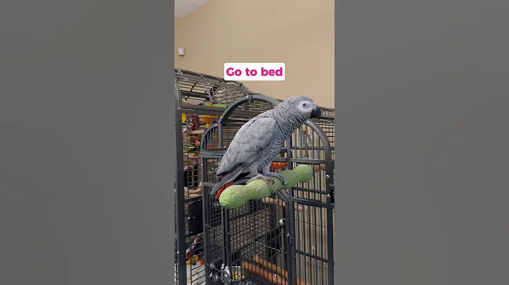 Our parrot talks back like a kid at bedtime 😂 #talkingparrot #africangrey