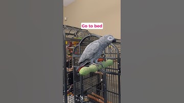 Our parrot talks back like a kid at bedtime 😂 #talkingparrot #africangrey