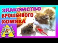 Хомяк с ПОМОЙКИ знакомство / ВСЕ наши ПИТОМЦЫ / КТО у нас ЖИВЕТ? / СПАСЕННЫЙ ХОМЯК / Alisa Easy Pets