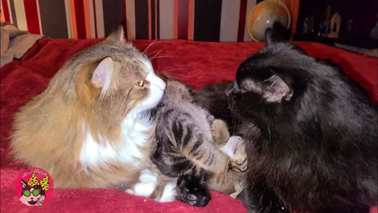 Cats Don't Know What To Think When Kitten Passes Gas 😹 YouTube