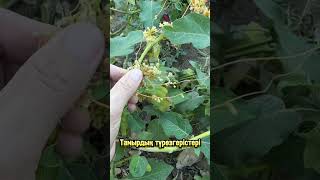 Тамырдың түрөзгерістері.                     Барлық үйде өсетін тамыр