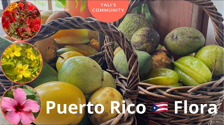 The Amazing Flora of Puerto Rico  - Exotic Tropica...