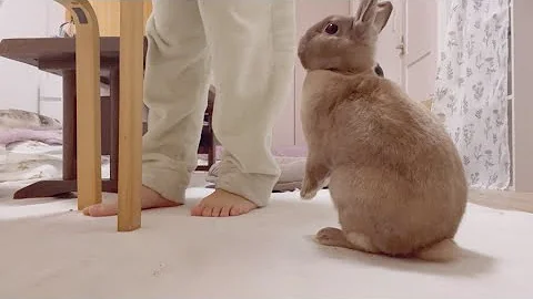 ネザーランドドワーフ 子ウサギ ウサギと暮らす お父ちゃんが大好きだから追いかける Babyrabbit Mp3