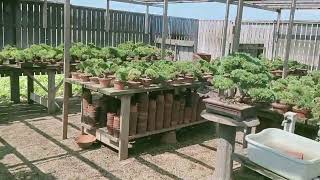 五葉松専門の愛好家の棚にお邪魔しました。#盆栽 #bonsai #五葉松