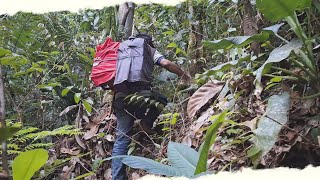 BARU BEBERAPA MENIT LANGSUNG LENGKET DI GETAH PULUT HOKI BANG KEMAN MEMANG MANTAP